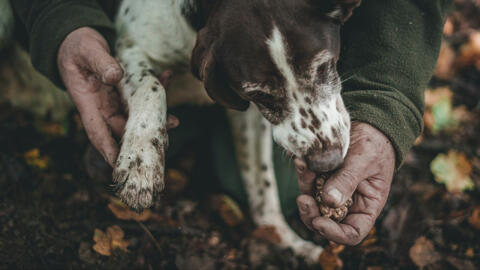 Truffle hunting dog searching for Tuscan truffles in the woods