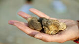 fresh truffle in hand