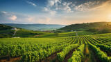 vineyards with blue skies
