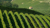wine-langhe-vineyard
