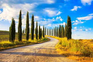 tagAlt.Bolgheri Sassicaia Cover