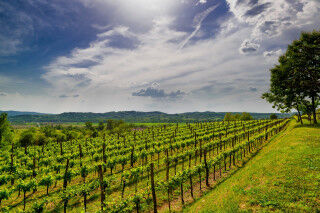 tagAlt.Edi Kante Karst Vineyards Countryside cover