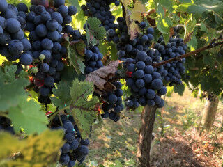 tagAlt.How choose cabernet sauvigno vs merlot