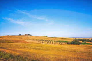 tagAlt.Podere Forte grain fields summer Cover