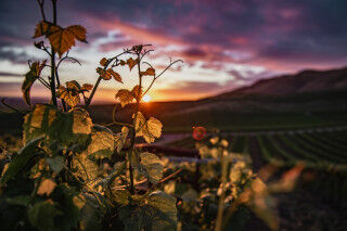 tagAlt.Ruché Wine Cov