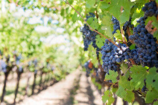 tagAlt.San Giovese Wine Grapes Bunch Cover