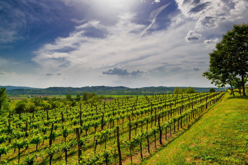 tagAlt.Edi Kante Karst Vineyards Countryside cover