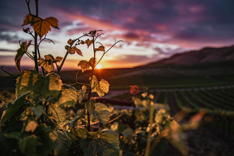 tagAlt.Ruché Wine Cov