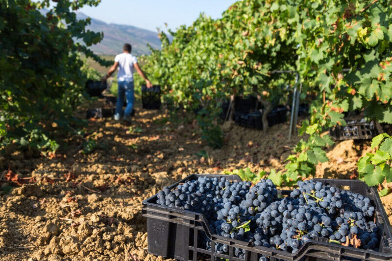 tagAlt.Vendemmia vigneti zona Monreale provincia di Palermo Sicilia