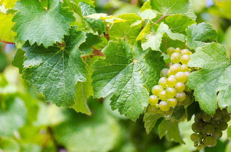 tagAlt.riesling grape