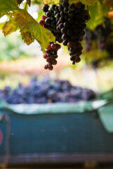 tagAlt.Amarone vertical wine bunch 5