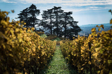 tagAlt.Bertani vineyards Novare 5