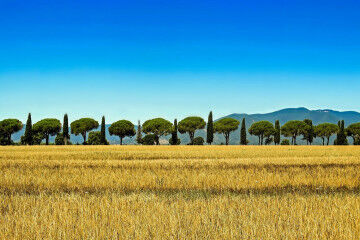 tagAlt.Bolgheri landscape countryside 7