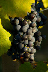 tagAlt.Borgogno grape bunch Nebbiolo 5
