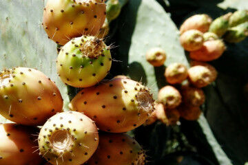 tagAlt.Etna prickly pears fruit 5