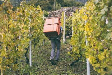 tagAlt.Heroic viticulture Valtellina 7