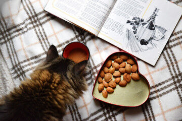 tagAlt.Lexicon Food Vocabulary Cat and Cookbook 5