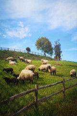 tagAlt.Podere Forte animal residents 6