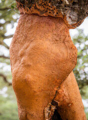 tagAlt.Red tree trunk cork bark removed 5