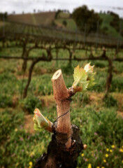 tagAlt.Sangiovese grape rebirth Rocca delle Macìe 6