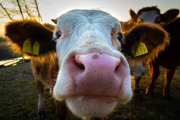 tagAlt.The Consumer Brand Cow face