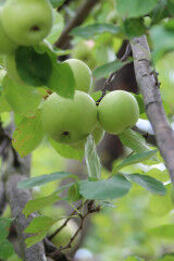 tagAlt.Valtellina Green Apples 5