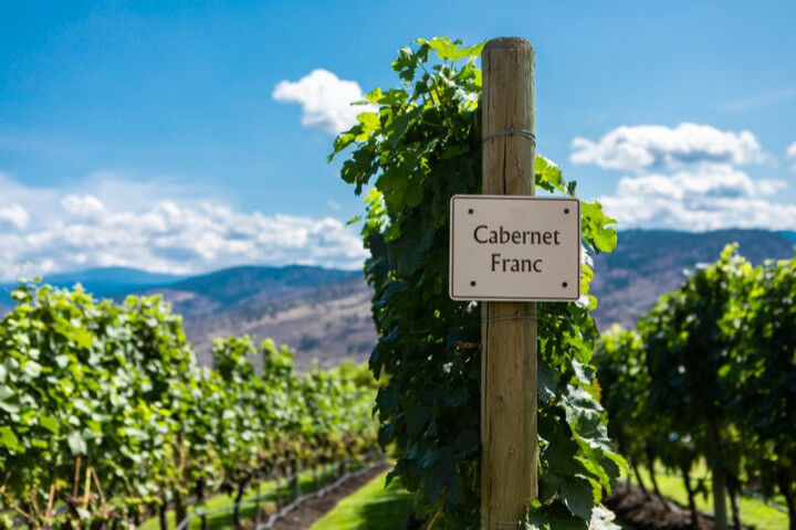 cabernet_franc_vineyard_20220516
