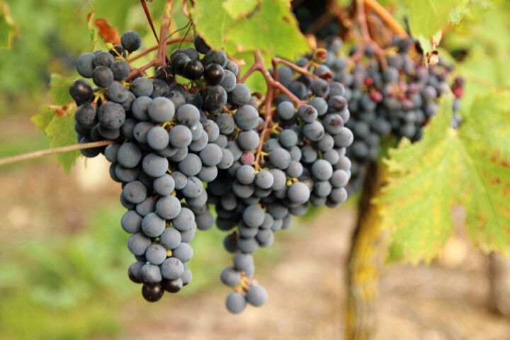 grapes_cabernet_franc_20220516