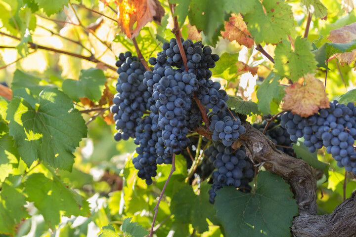 Primitivo_grapes_20220531