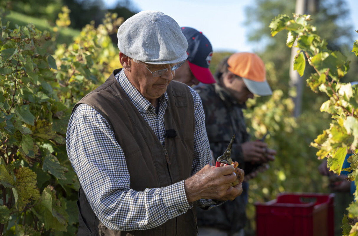 tagAlt.Josko Gravner harvest