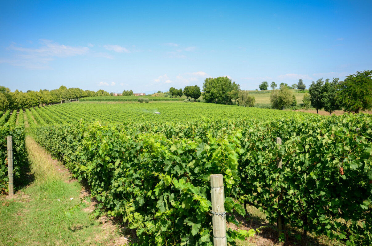 tagAlt.vineyards
